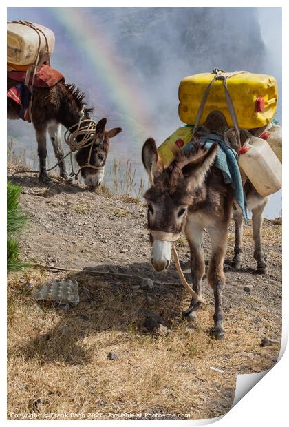 Donkeys carrying water in the higlands on Sao Antao, Cape Verde Islands Print by Frank Bach