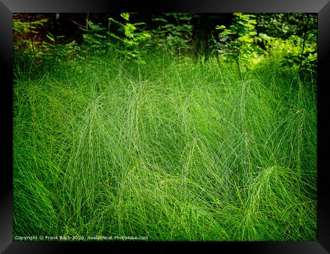 Horsetails in a dark forest, Padborg Denmark Framed Print by Frank Bach