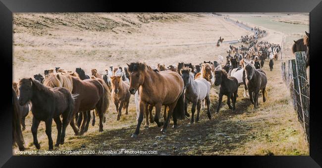 Herd of lovely Icelandic horses riding towards the meeting at the farm Framed Print by Joaquin Corbalan