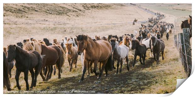 Herd of lovely Icelandic horses riding towards the meeting at the farm Print by Joaquin Corbalan