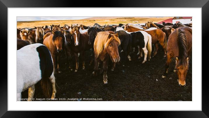 Herd of precious Icelandic horses gathered in a farm. Framed Mounted Print by Joaquin Corbalan