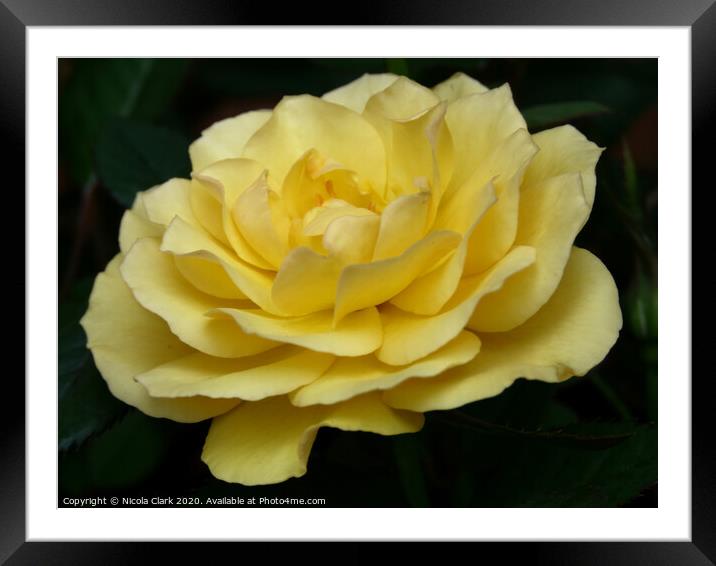 Yellow Rose Framed Mounted Print by Nicola Clark