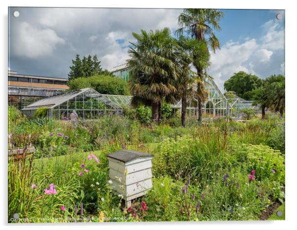 Cambridge botanic garden greenhouses, England Acrylic by Frank Bach