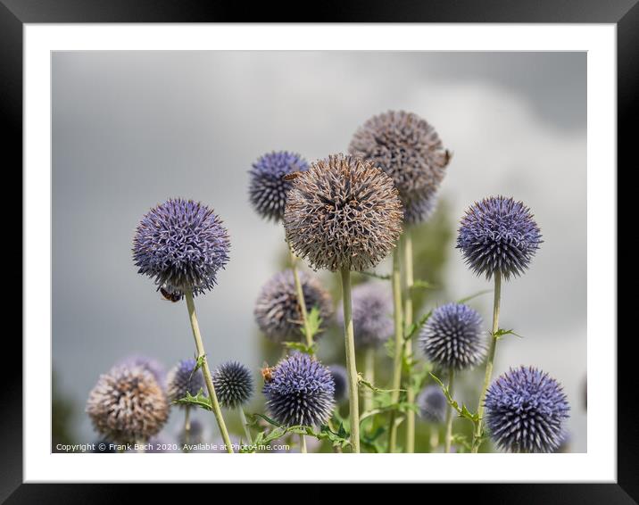 Thistle flowers in Cambridge botanic garden, England Framed Mounted Print by Frank Bach