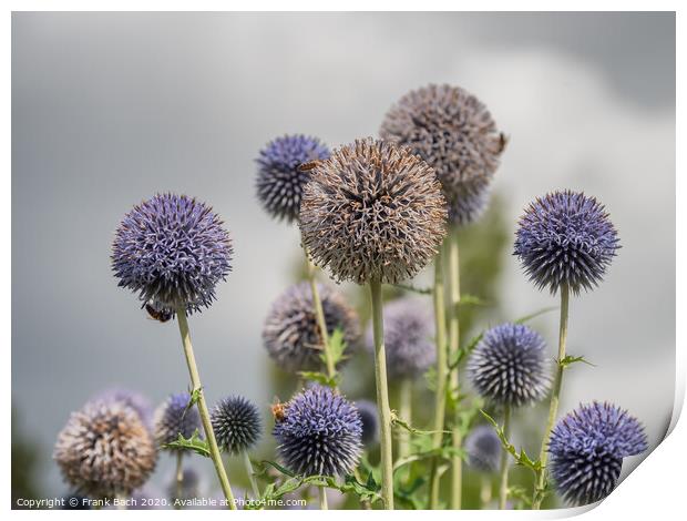 Thistle flowers in Cambridge botanic garden, England Print by Frank Bach