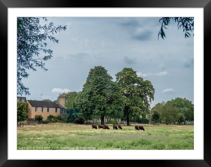 Cattle in a herd grazing in Cambridge city center, England Framed Mounted Print by Frank Bach