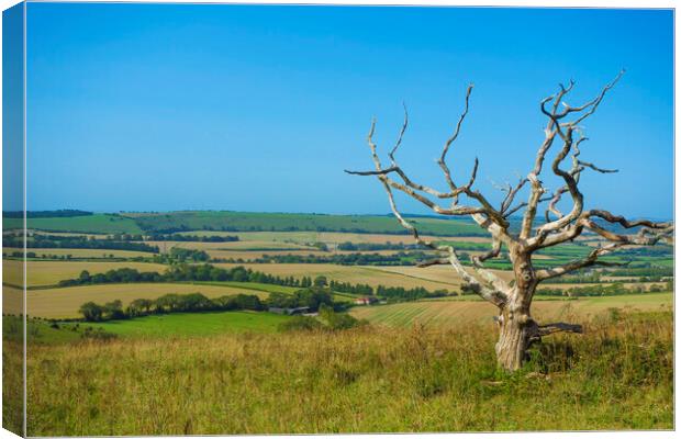 A Bare Tree at Butser Hill ,Hampshire  Canvas Print by Philip Enticknap