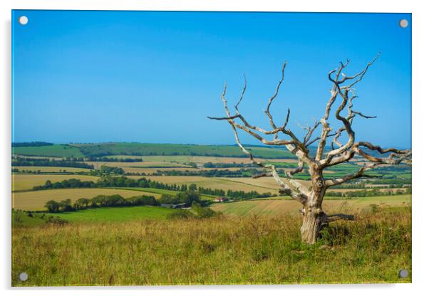A Bare Tree at Butser Hill ,Hampshire  Acrylic by Philip Enticknap