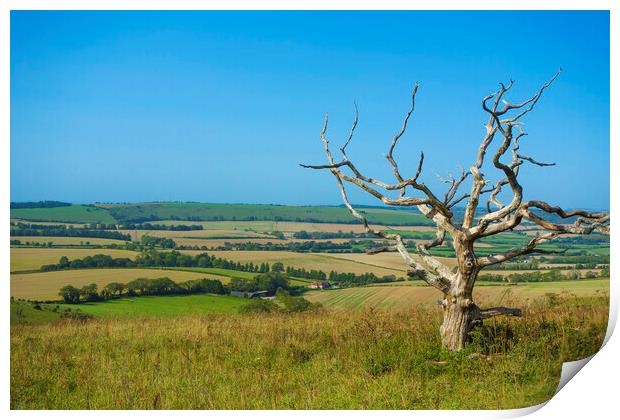 A Bare Tree at Butser Hill ,Hampshire  Print by Philip Enticknap