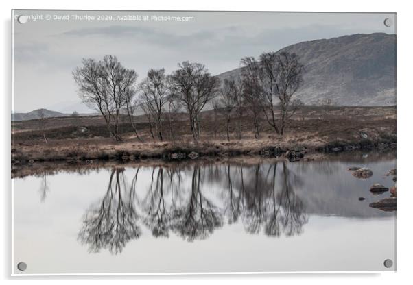 Bare Birch trees reflecting in the cold waters of Loch Ba on Rannoch Moor Acrylic by David Thurlow