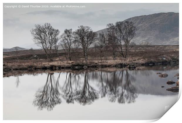 Bare Birch trees reflecting in the cold waters of Loch Ba on Rannoch Moor Print by David Thurlow