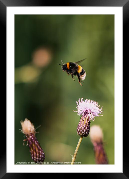 Bumblebee in mid flight Framed Mounted Print by Ben Delves