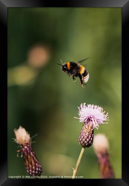 Bumblebee in mid flight Framed Print by Ben Delves