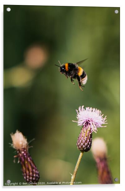 Bumblebee in mid flight Acrylic by Ben Delves