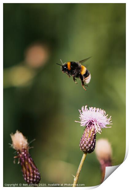 Bumblebee in mid flight Print by Ben Delves