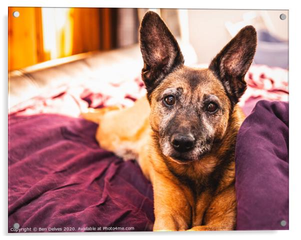 Border terrier cross on the bed Acrylic by Ben Delves