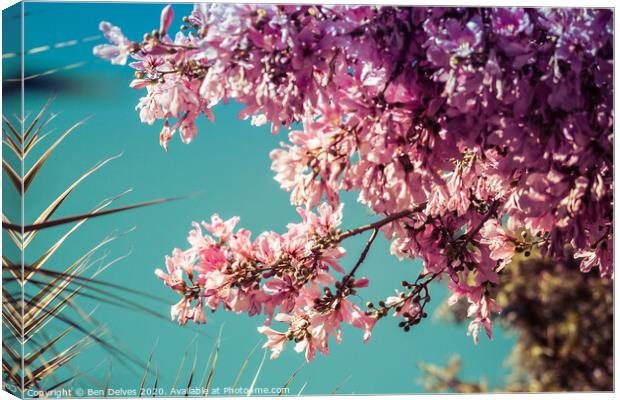 Serene Beauty of Cherry Blossom Canvas Print by Ben Delves