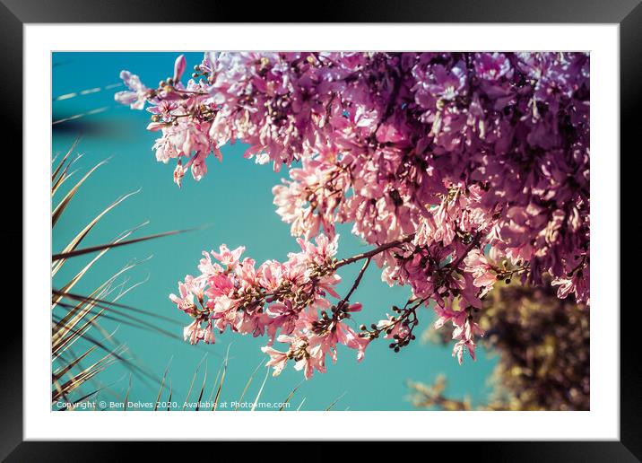 Serene Beauty of Cherry Blossom Framed Mounted Print by Ben Delves
