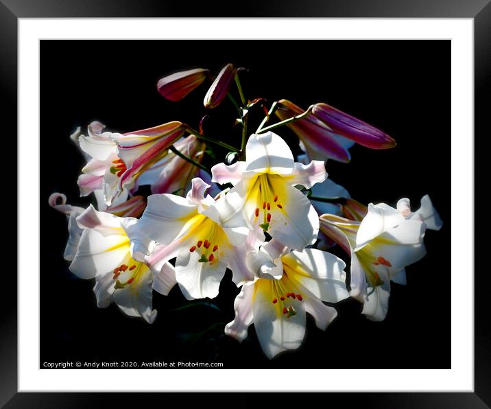 Lily Regale Framed Mounted Print by Andy Knott