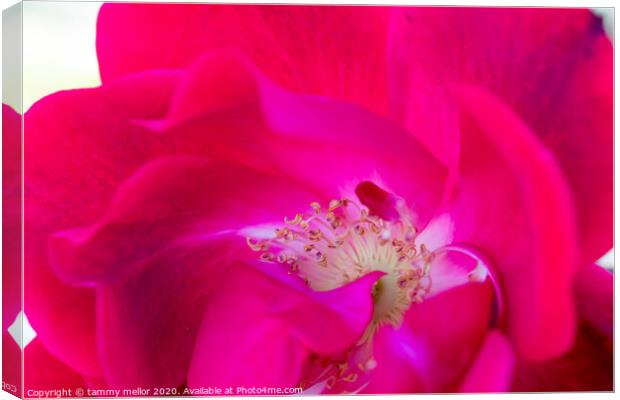 A Vibrant Swirl of Pink and Red Canvas Print by tammy mellor