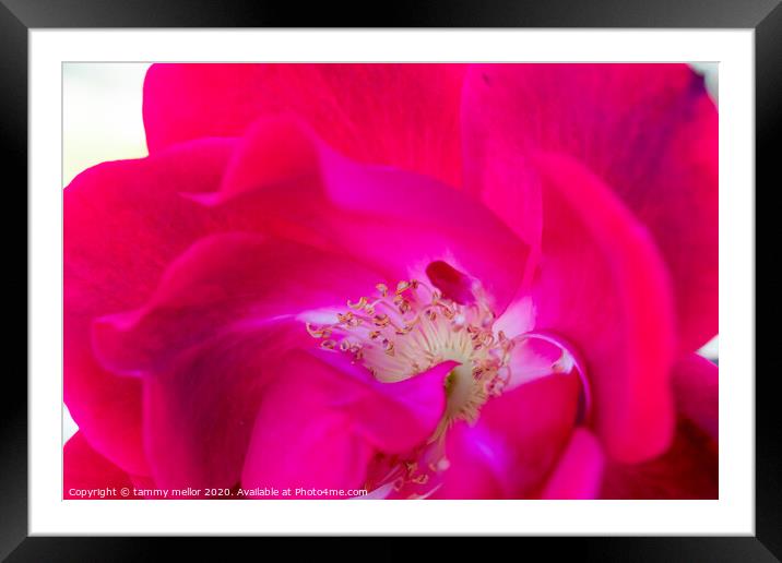 A Vibrant Swirl of Pink and Red Framed Mounted Print by tammy mellor
