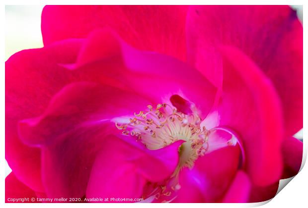 A Vibrant Swirl of Pink and Red Print by tammy mellor