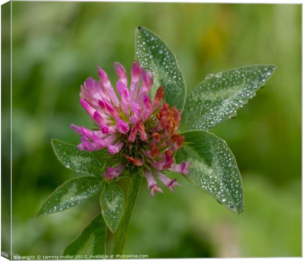 A Delicate Pink Clover in the Morning Dew Canvas Print by tammy mellor