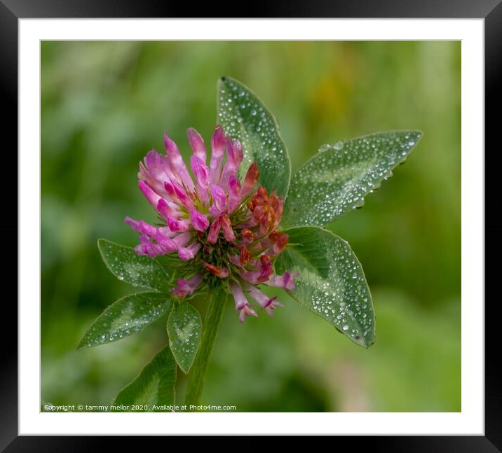 A Delicate Pink Clover in the Morning Dew Framed Mounted Print by tammy mellor