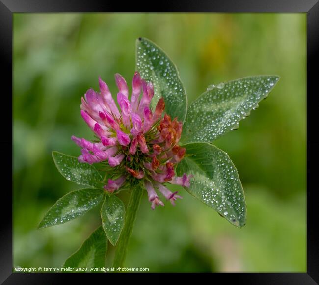 A Delicate Pink Clover in the Morning Dew Framed Print by tammy mellor