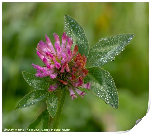 A Delicate Pink Clover in the Morning Dew Print by tammy mellor