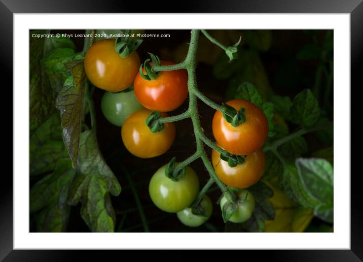 2 - Selected variation of freshly grown cherry plum tomatoes. Natural Framed Mounted Print by Rhys Leonard