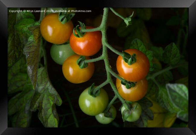 2 - Selected variation of freshly grown cherry plum tomatoes. Natural Framed Print by Rhys Leonard