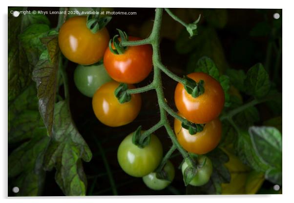 2 - Selected variation of freshly grown cherry plum tomatoes. Natural Acrylic by Rhys Leonard