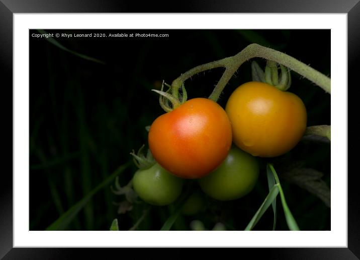 1 - Living bunch of 4 tomatoes, strobe lit on a dark background. Framed Mounted Print by Rhys Leonard