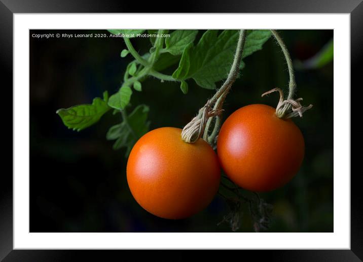 3 - Bright red ripe and ready to eat pair of home grown tomatoes. Framed Mounted Print by Rhys Leonard