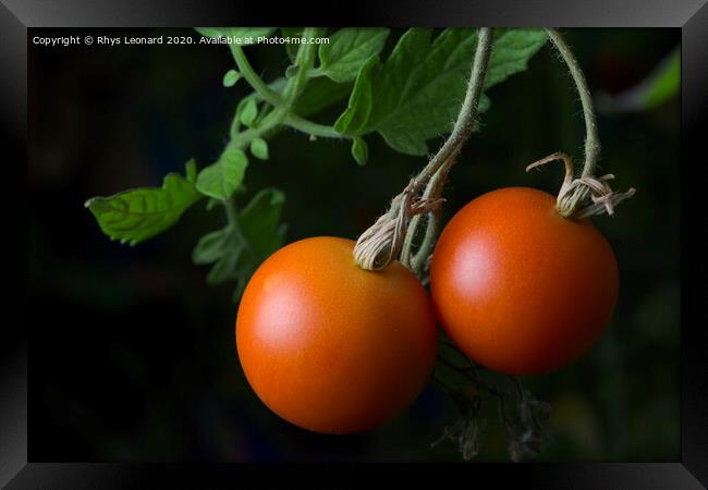 3 - Bright red ripe and ready to eat pair of home grown tomatoes. Framed Print by Rhys Leonard