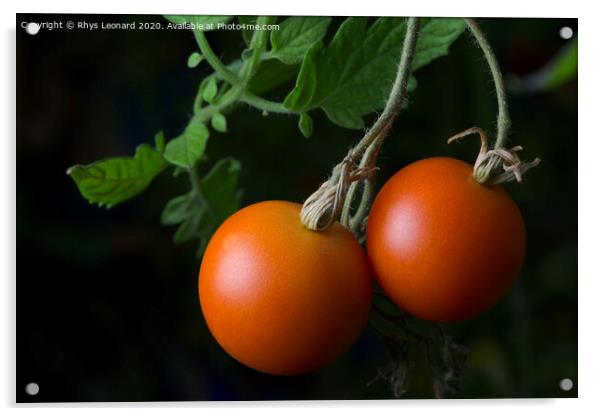 3 - Bright red ripe and ready to eat pair of home grown tomatoes. Acrylic by Rhys Leonard