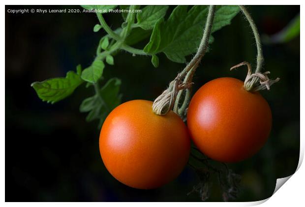 3 - Bright red ripe and ready to eat pair of home grown tomatoes. Print by Rhys Leonard