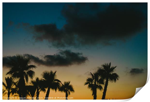 Silhouettes of tropical palm trees in a warm sunset. Print by Joaquin Corbalan