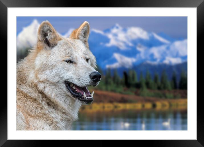 Mackenzie Valley Wolf Framed Mounted Print by Arterra 