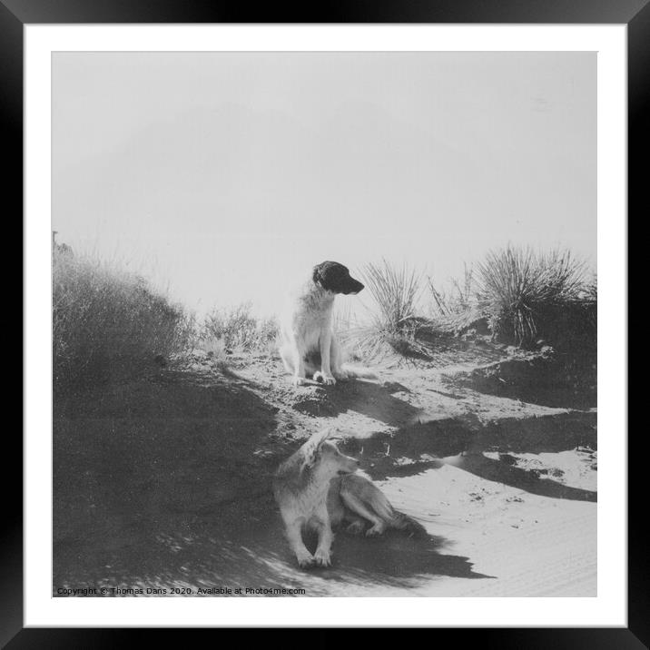 Desert Dogs Framed Mounted Print by Thomas Dans