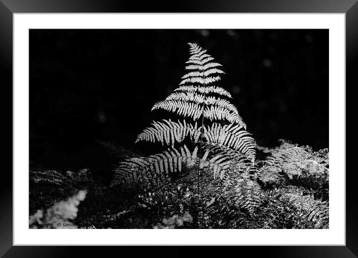 Isolated Sunlit fern Framed Mounted Print by Simon Johnson