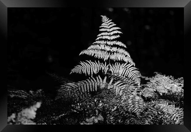 Isolated Sunlit fern Framed Print by Simon Johnson