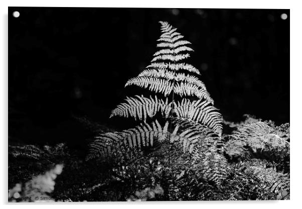 Isolated Sunlit fern Acrylic by Simon Johnson