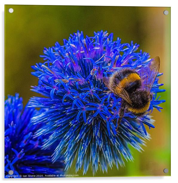 Bumblebee on Globe thistle  Acrylic by Ian Stone