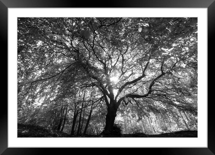 Beech tree splendour Framed Mounted Print by Simon Johnson