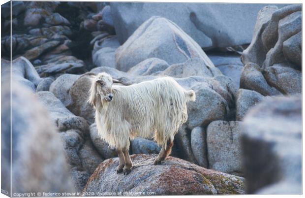 wild goat among the rocks Canvas Print by federico stevanin
