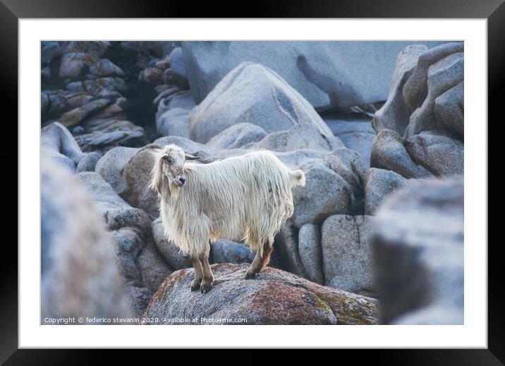 wild goat among the rocks Framed Mounted Print by federico stevanin