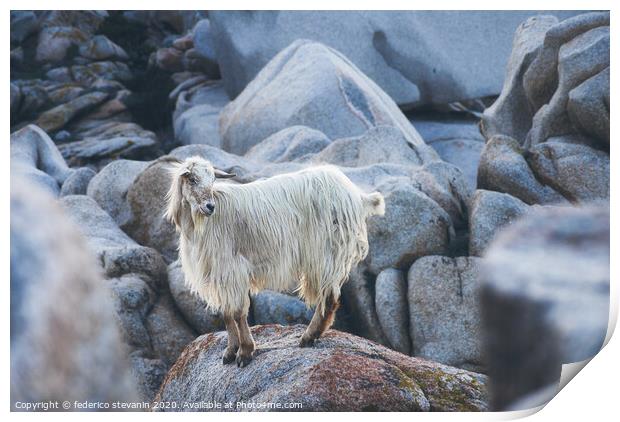 wild goat among the rocks Print by federico stevanin