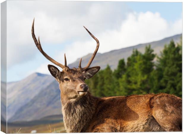 Red Deer Stag Portrait.  Canvas Print by Tommy Dickson